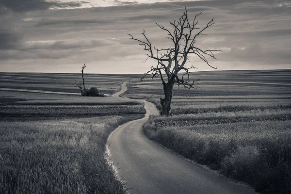 Uma Paisagem Preto Branco Com Uma Estrada Sinuosa Uma Árvore — Fotografia de Stock