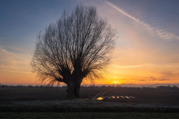 Самотнє Дерево Заході Десь Мазовії Польща — стокове фото