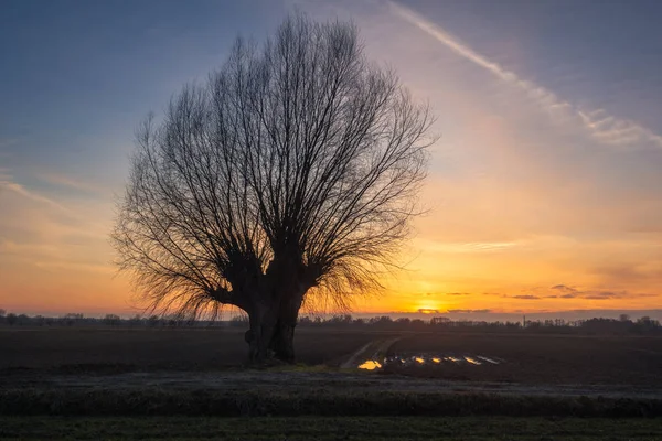 Árbol Solitario Atardecer Masovia Polonia — Foto de Stock