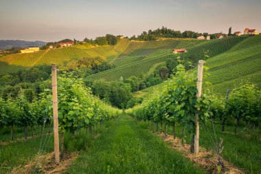 Üzüm bağları ile bir bahar sabahı Spicnik, Slovenya
