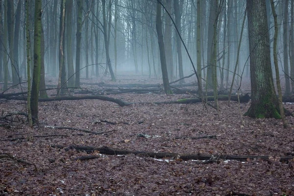 Bosque durante la niebla en una reserva natural Obory cerca de Konstancin-Jeziorna, Masovia, Polonia — Foto de Stock