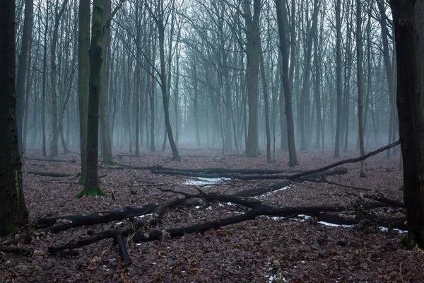 Bosque durante la niebla en una reserva natural Obory cerca de Konstancin-Jeziorna, Masovia, Polonia — Foto de Stock
