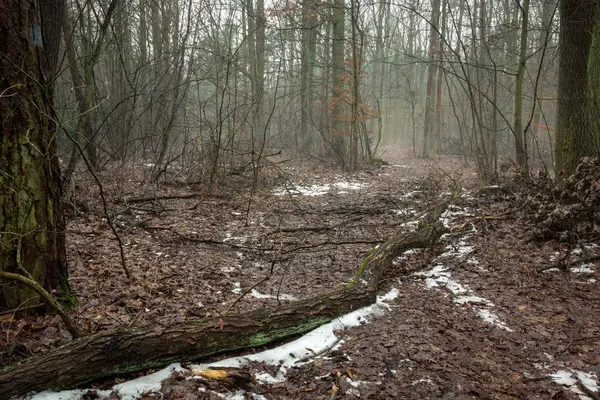 Bosque durante la niebla en una reserva natural Obory cerca de Konstancin-Jeziorna, Masovia, Polonia — Foto de Stock