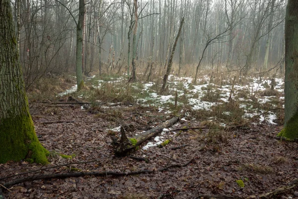 Bosque durante la niebla en una reserva natural Obory cerca de Konstancin-Jeziorna, Masovia, Polonia — Foto de Stock