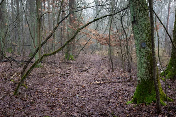 Bosque durante la niebla en una reserva natural Obory cerca de Konstancin-Jeziorna, Masovia, Polonia — Foto de Stock
