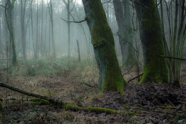 Forêt pendant le brouillard dans une réserve naturelle Obory près de Konstancin-Jeziorna, Masovia, Pologne — Photo