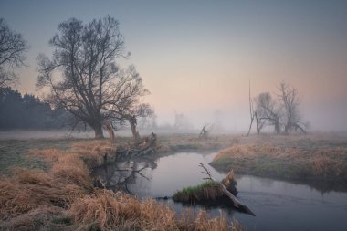 Piaseczno yakınlarındaki Jeziorka Nehri vadisinde Sisli sabah
