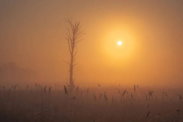 Údolí řeky Jeziorka na mlhavé ráno nedaleko Piaseczno, — Stock fotografie