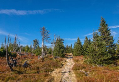 Dev dağ sonbaharda Skalny STOL zirvesine Trail