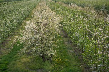 Czersk yakınlarındaki bahar bahçesinde çiçek açan ağaç, Polonya