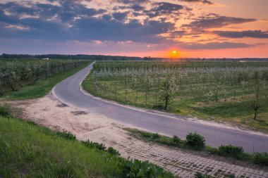 Czersk, Pol yakınlarındaki bahar bahçesinde çiçek açan ağaç üzerinde gün batımı