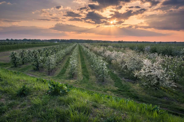 ケルスク近くの春の果樹園の咲く木の上の夕日, ポール — ストック写真