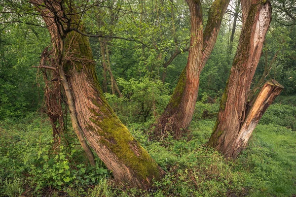 Floresta no vale do rio Jeziorka perto de Piaseczno, Masov — Fotografia de Stock