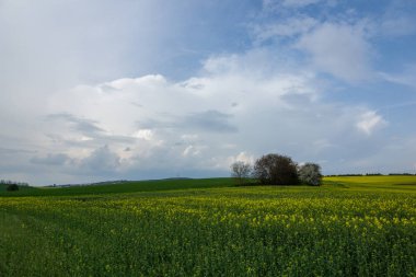 Çek Cumhuriyeti, Mistrin yakınlarındaki Moravya'daki tecavüz tarlaları