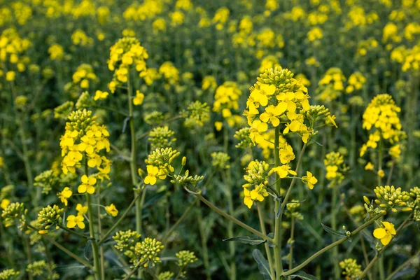 Rapsfält i Mähren nära Mistrin, Tjeckien — Stockfoto