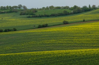 Çek Cumhuriyeti, Mistrin yakınlarındaki Moravya'daki tecavüz tarlaları