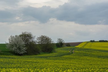 Çek Cumhuriyeti, Mistrin yakınlarındaki Moravya'daki tecavüz tarlaları