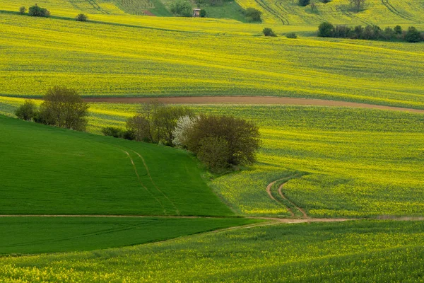 Rape fields in Moravia near Mistrin, Czech Republic — Stock Photo, Image