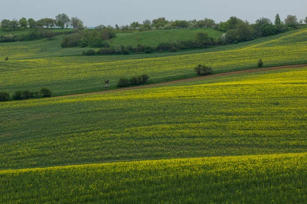 Pola rzepaku na Morawach w pobliżu mistrin, Republika Czeska — Zdjęcie stockowe