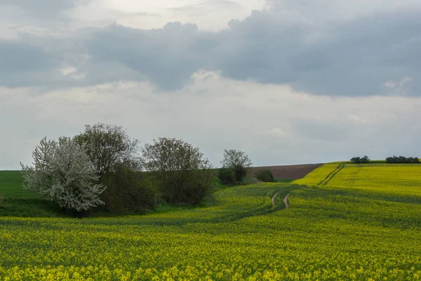 Çek Cumhuriyeti, Mistrin yakınlarındaki Moravya'daki tecavüz tarlaları
