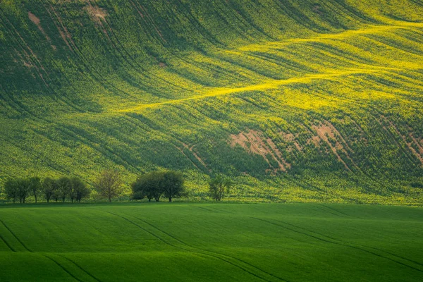 Moravian fields at spring near Svatoborice village, Hodonin, Cze — Stock Photo, Image