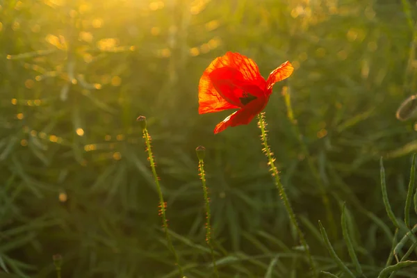 夕日の間に草原のポピー — ストック写真