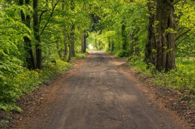 Ormanda çakıllı bir yol