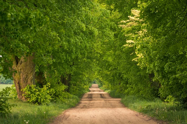 Egy kavicsos út az erdőn át. — Stock Fotó