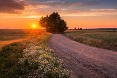 Banie Mazurs yakınlarında gün batımı sırasında yalnız bir ağaç ile Masurian yol