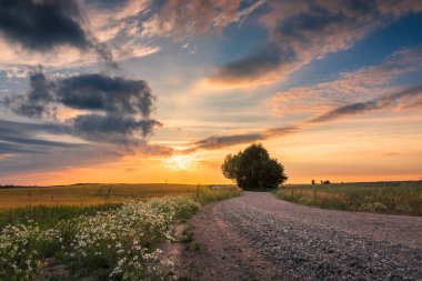 Banie Mazurs yakınlarında gün batımı sırasında yalnız bir ağaç ile Masurian yol
