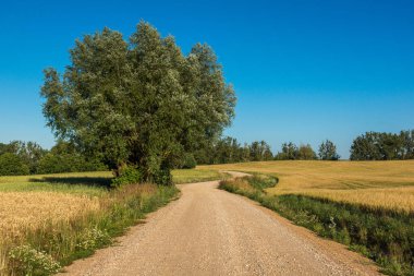 Banie Mazurskie, Masuria, Polan yakınlarındaki Masurian çayırları ve tarlaları