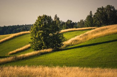 Banie Mazurskie, Masuria, Polan yakınlarındaki Masurian çayırları ve tarlaları