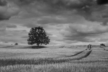 Bir Masurian alanında yalnız ağaç ve Po bir yerde fırtına bulutları