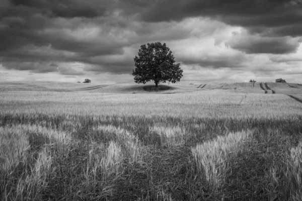 Árvore solitária em um campo Masuriano e nuvens de tempestade em algum lugar em Po — Fotografia de Stock