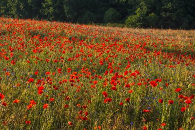Feld haşhaş bir yerde Masuria bir yerde