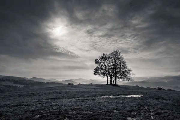 Einsamer Baum in den Bergen bei bewölktem Tag, spisz, poland — Stockfoto