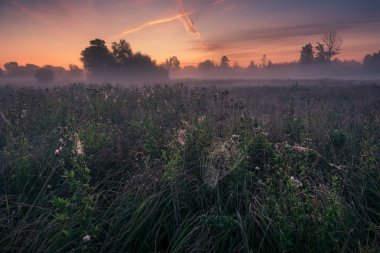 Sisli bir sabah sırasında bir çayırda Örümcek Ağı