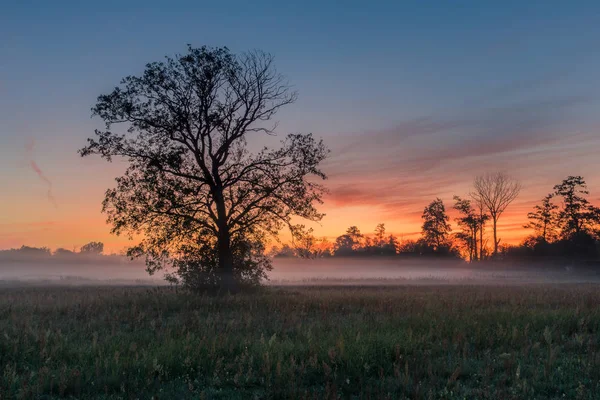Piaseczno yakınlarında sisli bir gündoğumu sırasında bir ağaç — Stok fotoğraf
