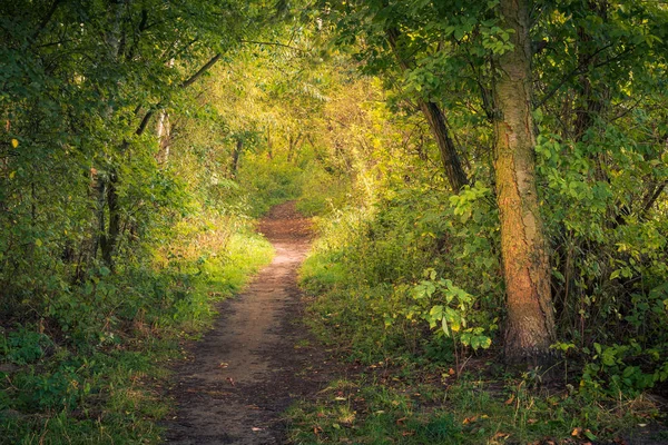 Chemin à travers la forêt lors d'une belle matinée près de Piaseczn — Photo