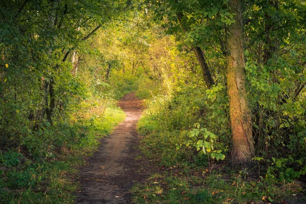 Piaseczn yakınlarındaki güzel bir sabah boyunca ormanın içinden yol