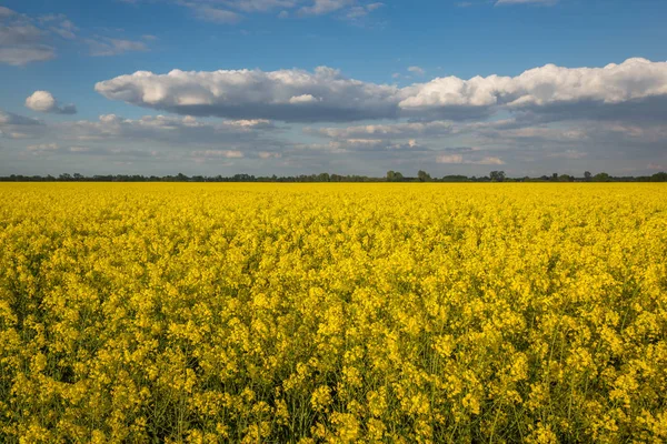 Campos amarillos de colza y cielo azul en el soleado día de primavera — Foto de Stock