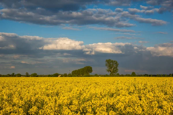 Campos amarillos de colza y cielo azul en el soleado día de primavera — Foto de Stock