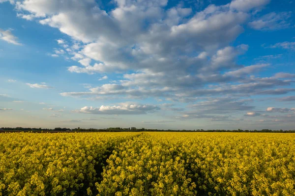 Campos amarillos de colza y cielo azul en el soleado día de primavera — Foto de Stock