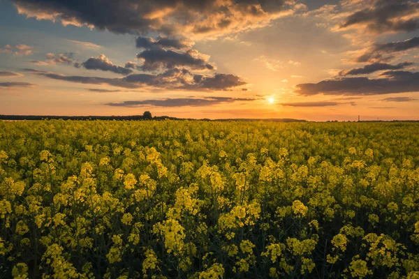 晴れた春の日の日没時の黄色い菜種畑 — ストック写真