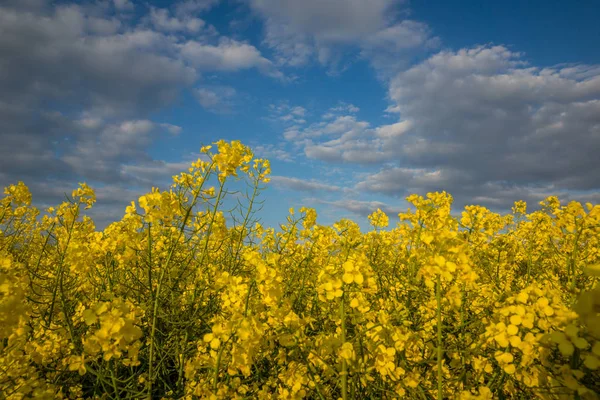 Campos amarillos de colza y cielo azul en el soleado día de primavera — Foto de Stock