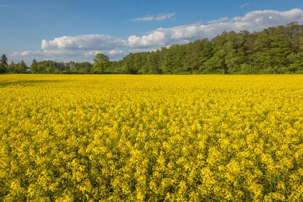 Campos amarillos de colza y cielo azul en el soleado día de primavera — Foto de Stock