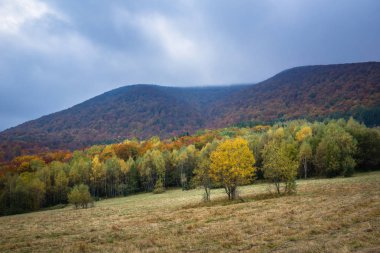 Sonbaharda Bieszczady dağlarında Rawka Dağı, Podkarpackie, Pol