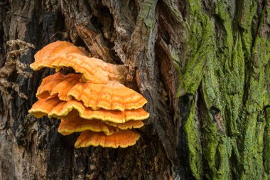 Laetiporus sülfür - ağaçtaki sarı mantarlar
