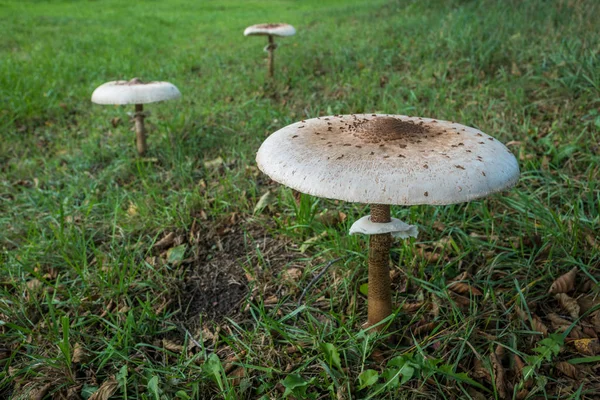 Champignon parasol (Macrolepiota Procera) en fond naturel — Photo