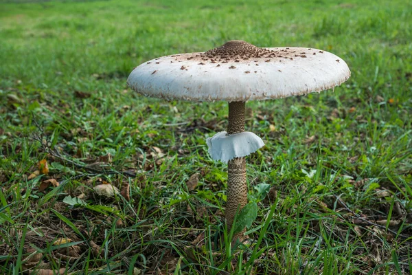 Champignon parasol (Macrolepiota Procera) en fond naturel — Photo